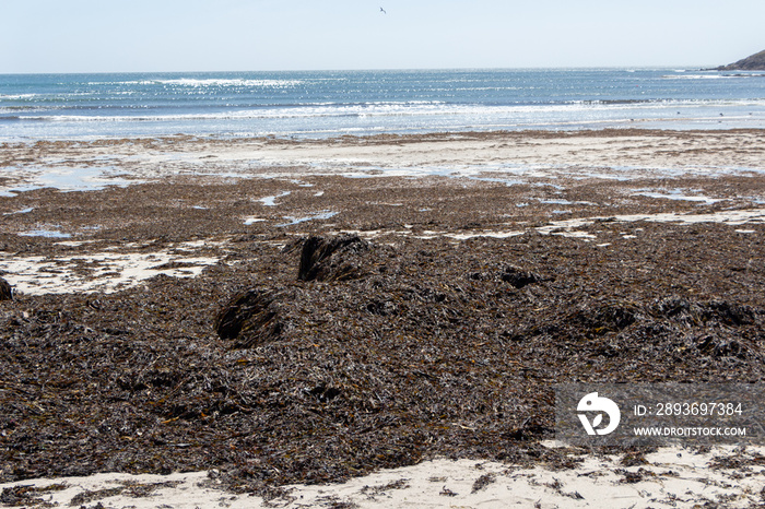 Seaweed landed at low tide on a beach in Brittany