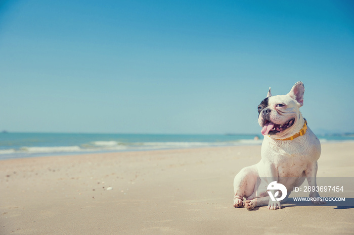 Portrait of french bulldog on the beach