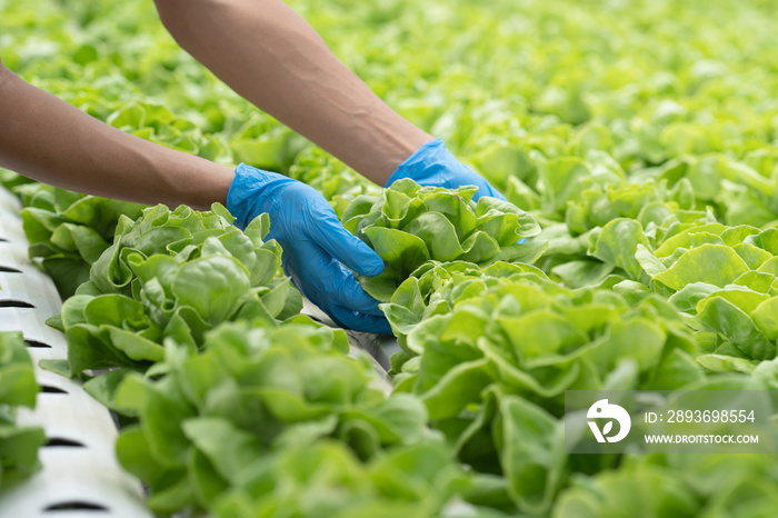 close up view hands of farmer picking lettuce in hydroponic greenhouse.