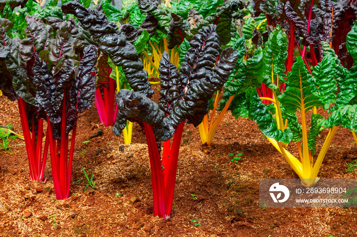 Swiss Chard, rainbow colors vegetable in a plantation.