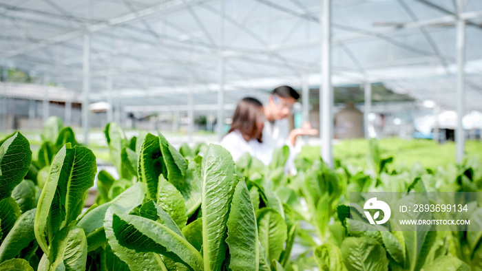 Vegetable salad, 2 scientists examined the quality of organic lettuce from the farmers hydroponic f