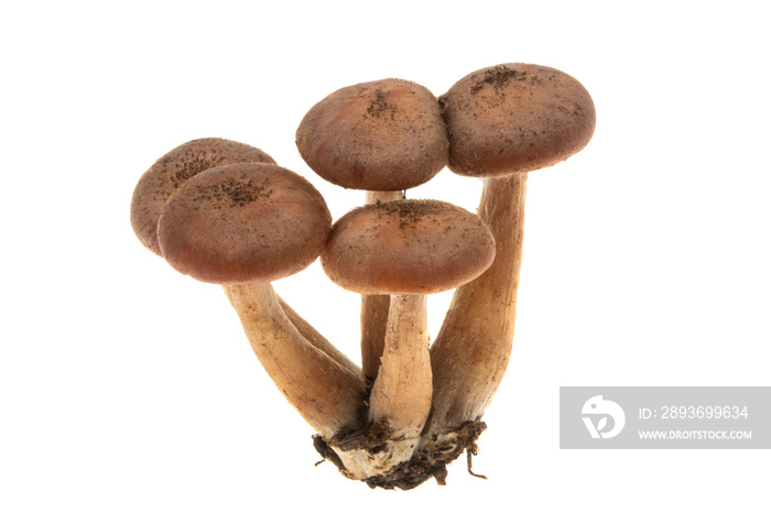 honey mushrooms isolated