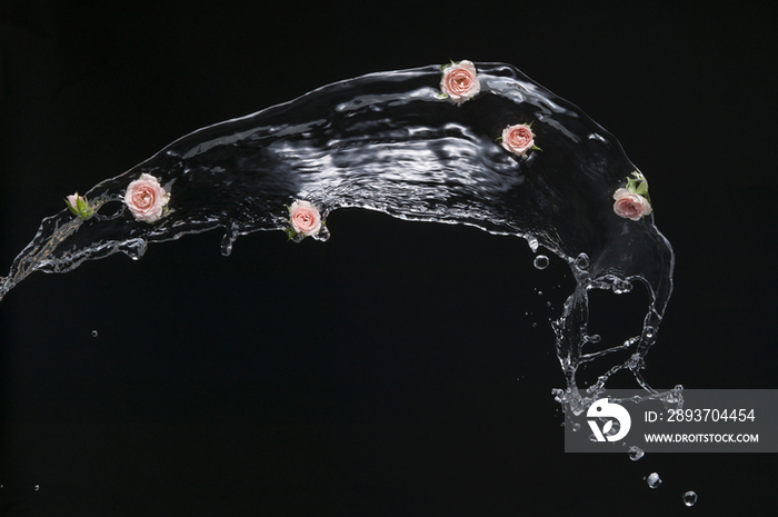 Water splashing with pink roses