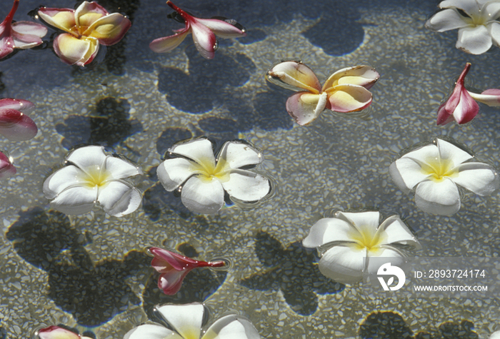 Seychelles, floating frangipani flowers (plumeria obtusa)