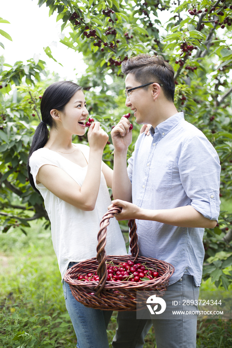 年轻夫妻在果园采摘樱桃