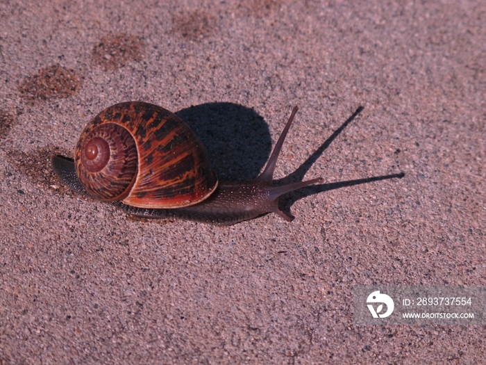 蜗牛在地上行走