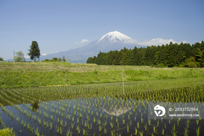 Mt. Fuji reflected in rice paddy, Yamanashi, Japan
