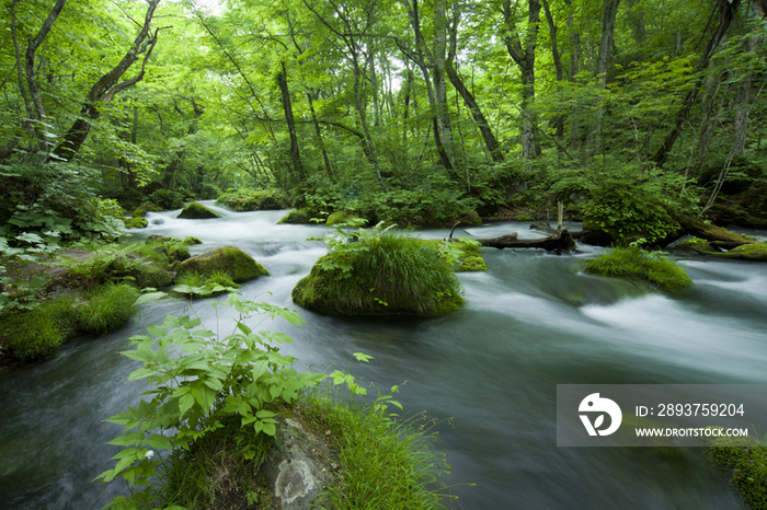 Oirase River, Aomori, Japan