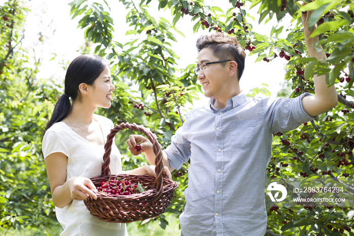 年轻夫妻在果园采摘樱桃