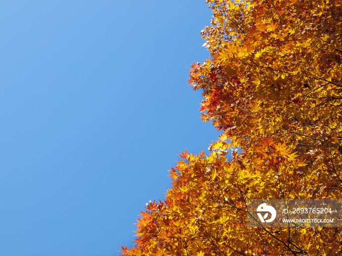 Maple leaves and blue clear sky,Nikkp,Japan
