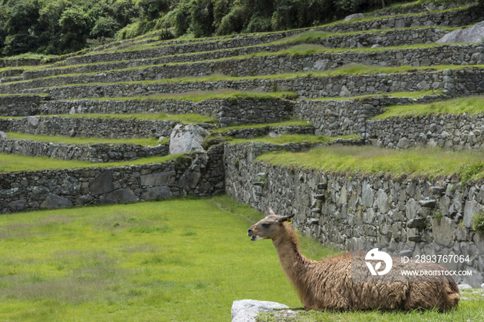 Machu Picchu Ruins,Peru