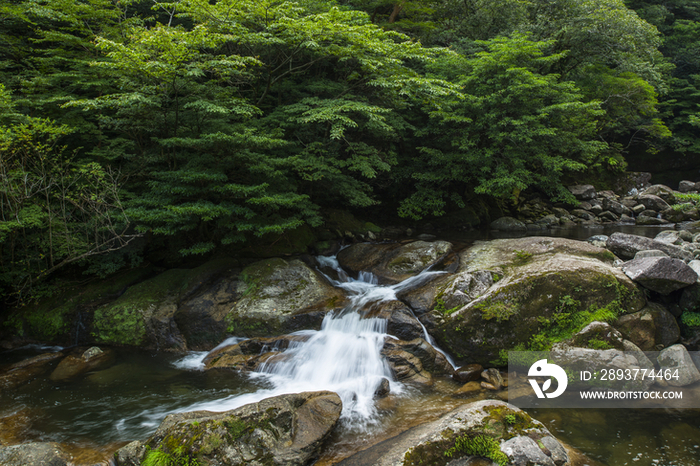 Shiratani Unsuikyo Ravine,Yakushima,Kagoshima,Japan