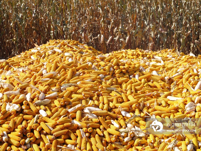 吉林省白城市农村收获玉米
