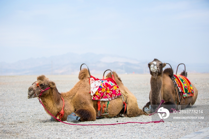 甘肃省嘉峪关荒地中的骆驼