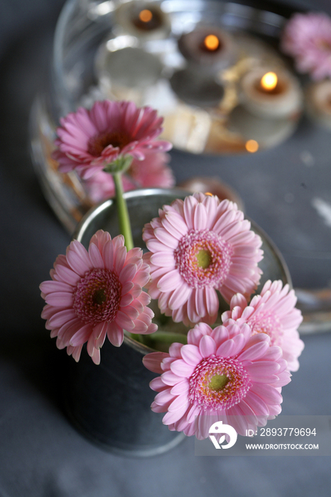 Pink gerbera daisies in bucket