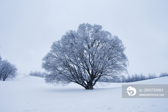 Snow falling over a maple tree in Ohmine Highland, Nagano, Japan