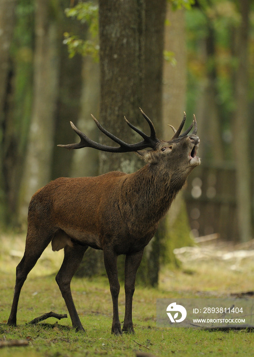 le brame du cerf