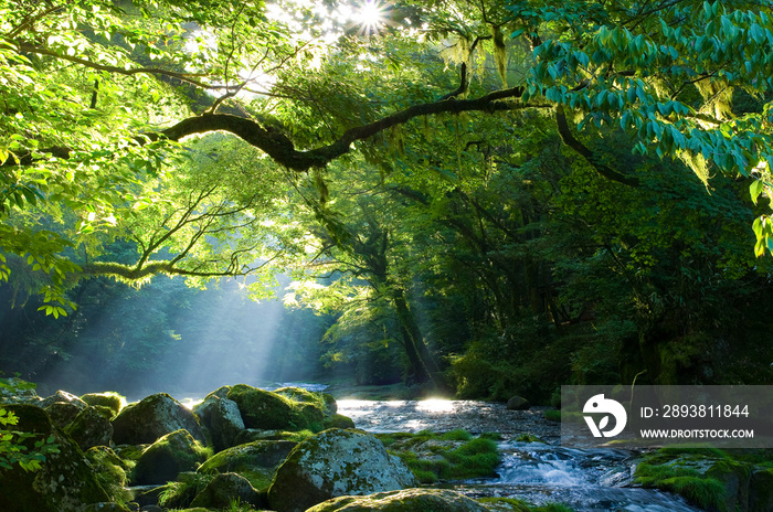 原生林と渓流と光芒　Virgin forest and shaft beam of light