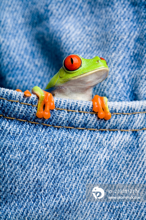 口袋里的青蛙