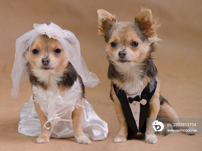 狗狗婚礼-雄性和雌性吉娃娃打扮成新娘/新郎
