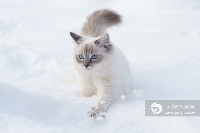 雪中的猫