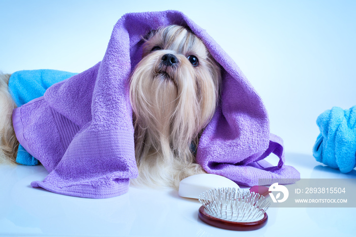 Shih tzu dog after washing