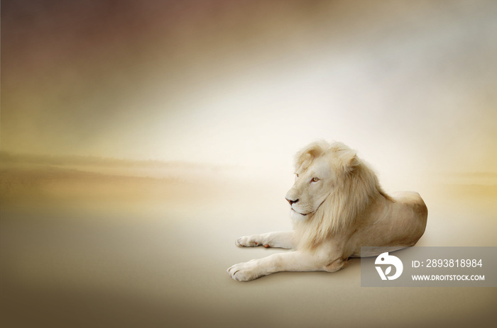 动物之王白狮子的豪华照片