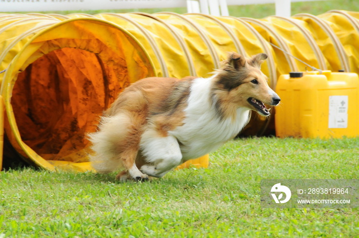 纪律敏捷犬竞争