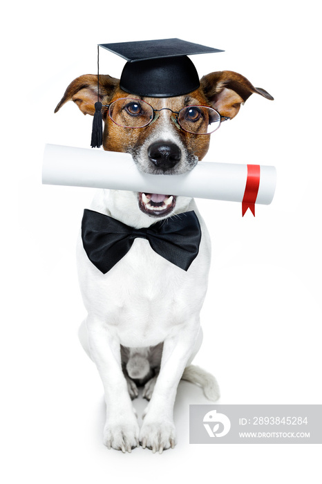 graduated dog with diploma