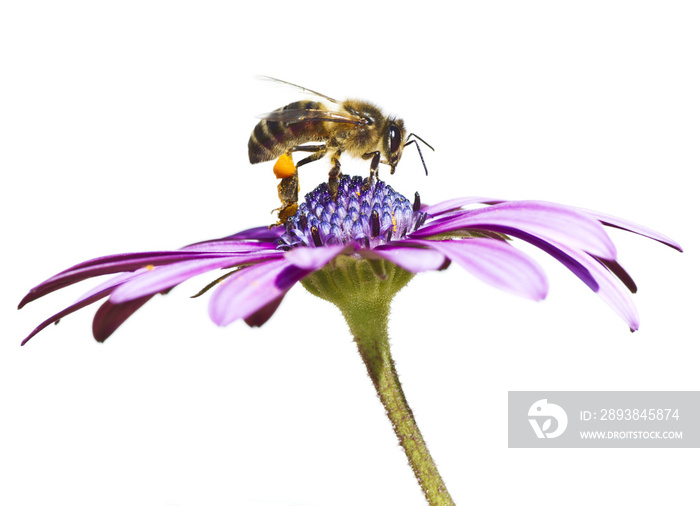 abeja trabajando