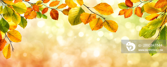 Autumn leaves border on bokeh background