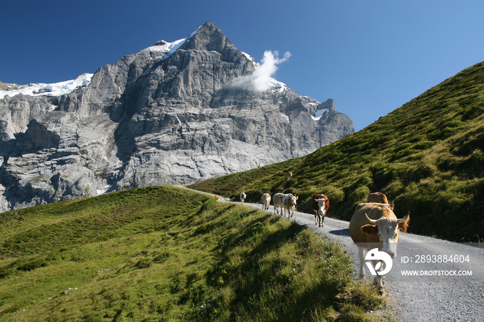 transhumance, mont wetterhorn