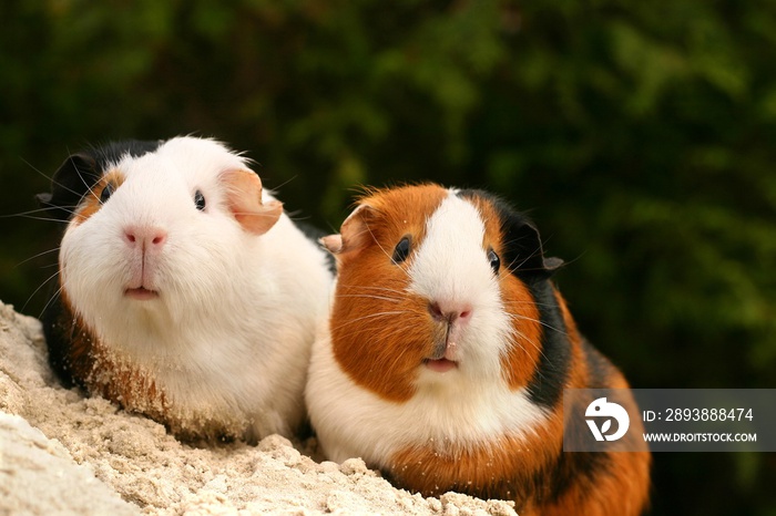 two guinea pigs