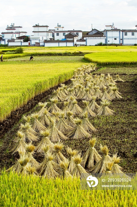 云南省大理苍山洱海桃源村风光