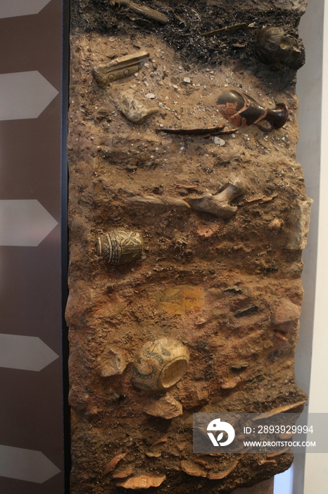 博物馆里的化石展品