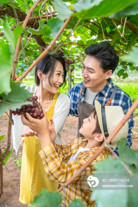 年轻家庭在果园采摘葡萄