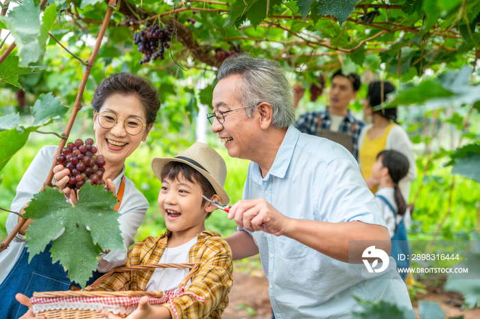 全家人在果园采摘葡萄