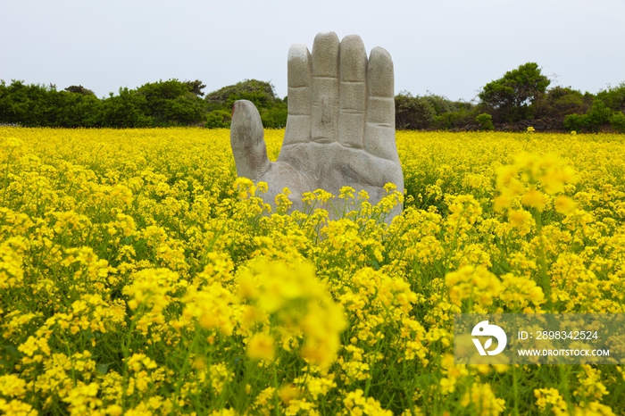 韩国济州岛油菜花