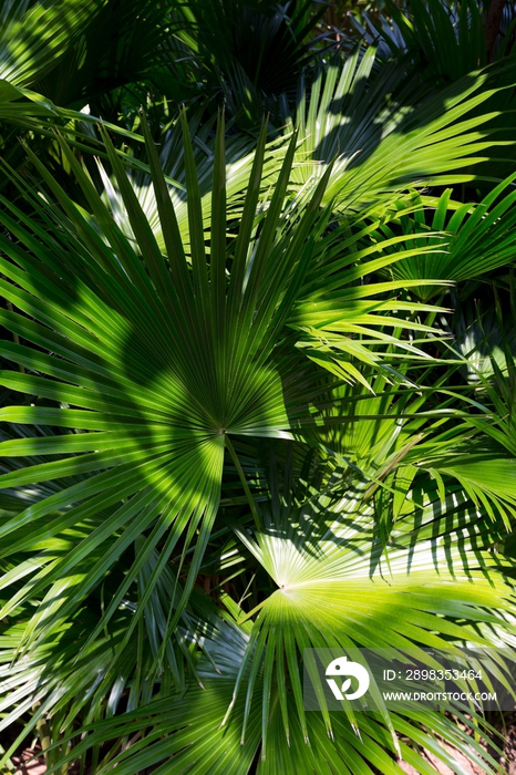 热带树绿叶