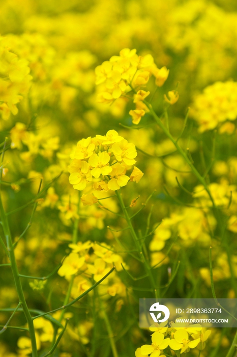 韩国济州岛油菜花