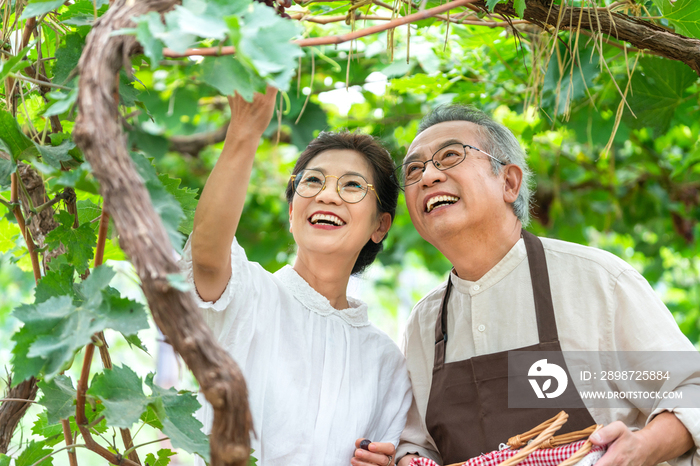 老年夫妻在果园采摘葡萄