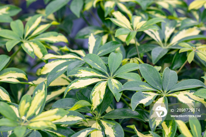 Schefflera arboricola leaves. This plant is known as dwarf umbrella tree. It’s native to Taiwan and China but it is commonly grown as a houseplant. This cultivar is the Schefflera arboricola gerda.