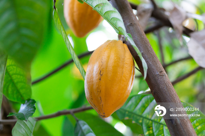 selective focus bright yellow cocoa fruit on a mature cocoa plantation in Asia village fresh green leaf background