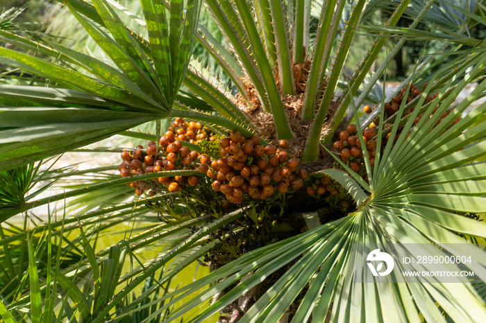 Palm Tukum or Avara or Avarra Astrocaryum vulgare palm with orange fruit