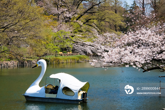 東京都 桜の咲く井の頭恩賜公園 井の頭池とボート