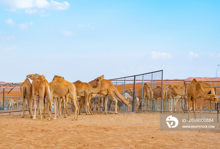 Group of Arabian camel or dromedary in sand desert safari in summer season with blue sky background in Dubai city, United Arab Emirates or UAE. Wildlife mammal animal.