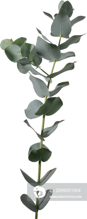 Eucalyptus leaf cutout on transparent background.