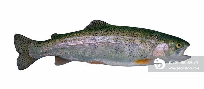 Rainbow trout salmon fish isolated on white background