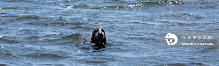 Seal swimming in Norfolk water