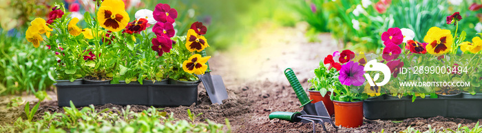 Planting a flower garden, spring summer. Selective focus.